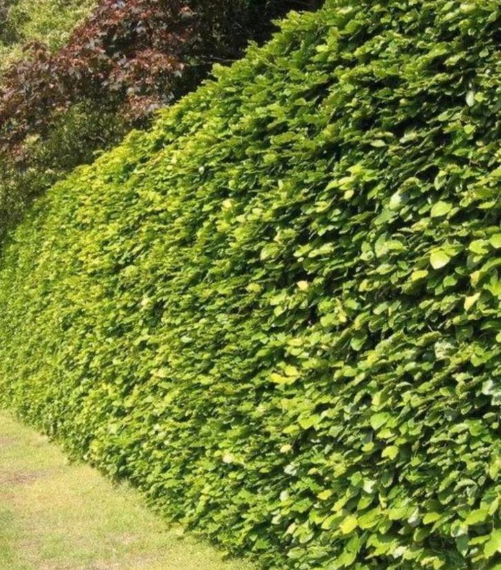 Beukenhaag, Tuin en Terras, Planten | Bomen, Overige soorten, Halfschaduw, Bloeit niet, Ophalen of Verzenden