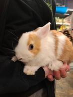 Lieve jonge konijntjes voedsters, Vrouwelijk, Dwerg