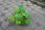 Japanse wijnbes, Volle zon, Vaste plant, Verzenden, Zomer