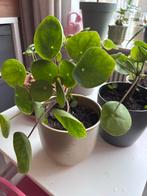 Diverse kamerplanten: Ficus, Klimop, Monstera, Pannenkoekpla, Ophalen, Overige soorten, Halfschaduw, In pot
