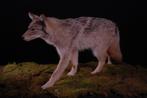 Preparaat Coyote, Ophalen of Verzenden, Zo goed als nieuw, Wild dier, Opgezet dier