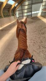 Serieuze bijrijder/verzorgster gezocht!, Dieren en Toebehoren, Paarden en Pony's | Overige Paardenspullen, Ophalen, Zo goed als nieuw
