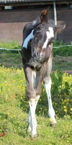 Paint horse hengst 20 mei 2023, Dieren en Toebehoren, Westernpaard, Hengst, 0 tot 2 jaar, Met stamboom