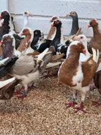 Hunschekken, Dieren en Toebehoren, Meerdere dieren, Overige soorten