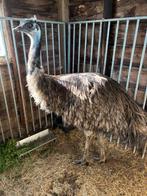 Handtamme Emoe haan., Dieren en Toebehoren, Pluimvee, Mannelijk, Overige soorten