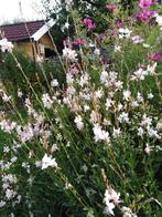 gaura, prachtkaars, Ophalen, Zomer, Overige soorten, Volle zon