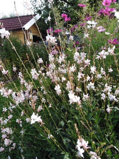 gaura, prachtkaars, Tuin en Terras, Planten | Tuinplanten, Overige soorten, Volle zon, Zomer, Ophalen