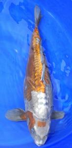 Doitsu ochiba, Dieren en Toebehoren, Karper of Koi