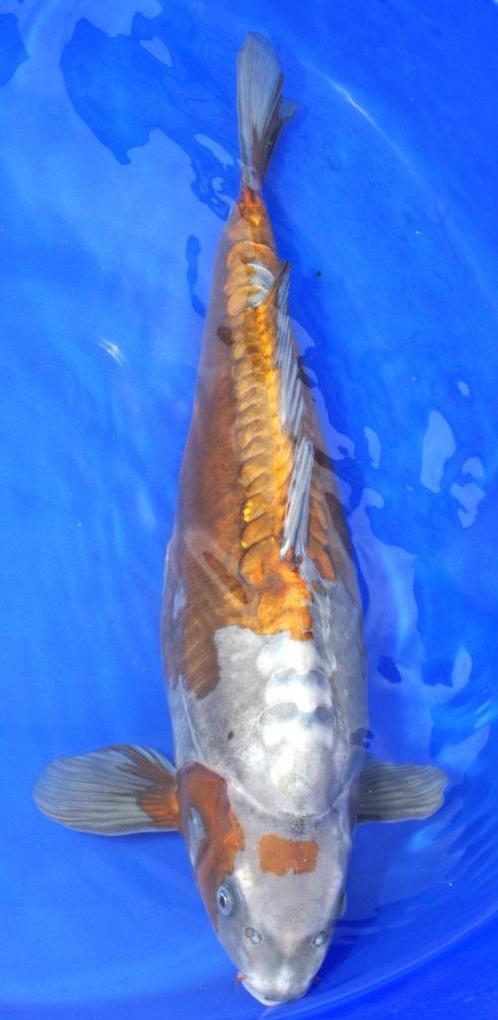 Doitsu ochiba, Dieren en Toebehoren, Vissen | Vijvervissen, Karper of Koi