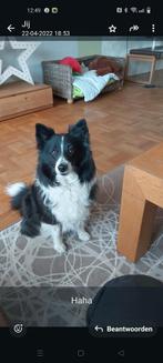 GEZOCHT! naar sheltie x keeshond of MAS, 8 tot 15 weken, Teef, Eén hond, Herder