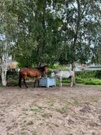 Plek vrij voor ruin - 24/7 buiten in Hillegom, Dieren en Toebehoren, Stalling en Weidegang, Weidegang