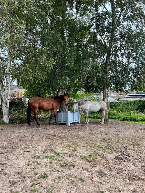 Plek vrij voor ruin - 24/7 buiten in Hillegom, Dieren en Toebehoren, Stalling en Weidegang, Weidegang