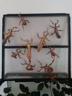 Australische flappentakken ️, Dieren en Toebehoren, Wandelende tak