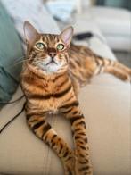 Prachtige Bengal Kat (2 jaar) met Complete Uitrusting, Dieren en Toebehoren, Kater, Gechipt, 0 tot 2 jaar