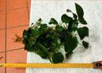 GROTE ANUBIA AQUARIUM PLANT OP HALVE KOKOSNOOT, Dieren en Toebehoren, Plant(en), Steen of Hout, Ophalen