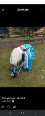 Verzorgpaard gezocht, Toebehoren, 4 paarden of pony's of meer