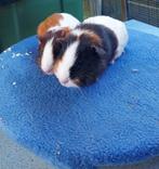 Cavia beertjes, Mannelijk, Cavia, Na 1 juli 2024, Tam