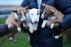 Miniatuur Bull Terriër pups (FCI), Dieren en Toebehoren, Honden | Jack Russells en Terriërs, Bull Terriër, Fokker | Hobbymatig