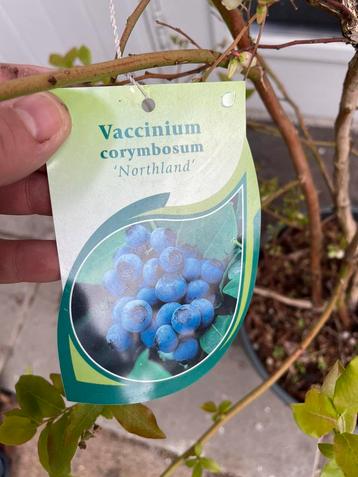 Bosbes XXL - Vaccinium Corymbosum ‘Northland’