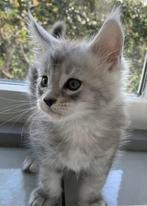 Maine Coon kittens met stamboom, Dieren en Toebehoren, Katten en Kittens | Raskatten | Langhaar, Meerdere dieren, 0 tot 2 jaar