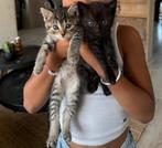 Onwijs lieve Ragdoll kruising kittens, Dieren en Toebehoren, Katten en Kittens | Raskatten | Korthaar, Meerdere dieren, Ontwormd