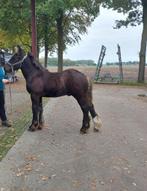 Zwart trekpaard hengstveulen, Minder dan 160 cm, Niet van toepassing, 0 tot 2 jaar, Hengst