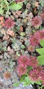 Stekelnootje, Ophalen of Verzenden, Eenjarig, Overige soorten, Volle zon