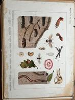Oude schoolplaten, Antiek en Kunst, Antiek | Schoolplaten, Natuur en Biologie, Ophalen
