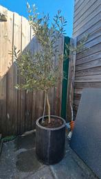 Olijven boom met pot, Tuin en Terras, Planten | Bomen, 100 tot 250 cm, Olijfboom, Ophalen, Volle zon