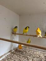 Geel Bonte kanaries, Dieren en Toebehoren, Meerdere dieren, Kleurkanarie