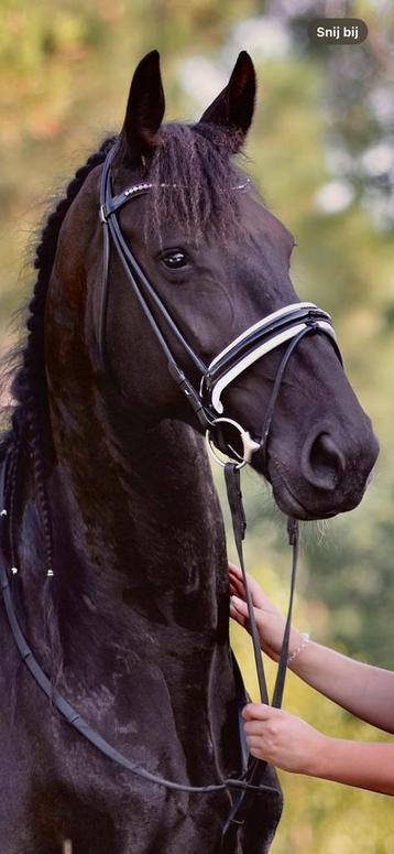 Rondgenaaid hoofdstel wit onderlegd beschikbaar voor biedingen