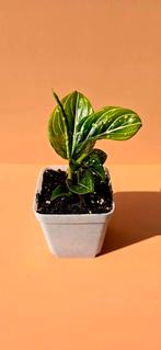 Aglaonema ‘Tom’s Pride’ - babyplant, Ophalen of Verzenden, Overige soorten, Minder dan 100 cm