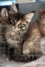 Maine Coon kittens, Dieren en Toebehoren, Meerdere dieren, Gechipt, 0 tot 2 jaar