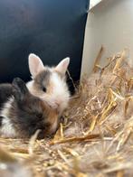 Lieve en mooie babykonijntjes, Dieren en Toebehoren, Konijnen, Meerdere dieren, Middelgroot, 0 tot 2 jaar
