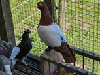 Te koop syrische duiven, Meerdere dieren, Overige soorten