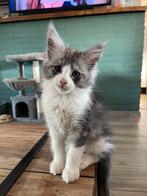 Prachtig XXL Main Coon poesje, Poes, Gechipt, 0 tot 2 jaar