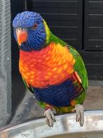Lori van de Blauwe Bergen, Dieren en Toebehoren, Vogels | Parkieten en Papegaaien, Vrouwelijk, Papegaai, Geringd