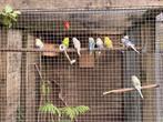 Grasparkieten (veel regenboog) jongen & iets ouder., Meerdere dieren, Parkiet