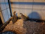 2x Harlekijn kwartels vrouwtjes te koop + voer en grid, Dieren en Toebehoren, Vogels | Overige Vogels, Vrouwelijk