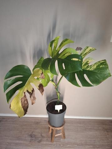 Monstera Aurea Variegata  beschikbaar voor biedingen
