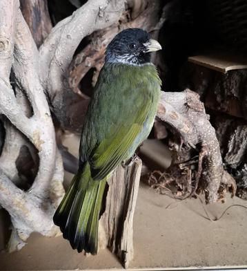 Taxidermie opgezette vogel vinksnavelbuulbuul  beschikbaar voor biedingen