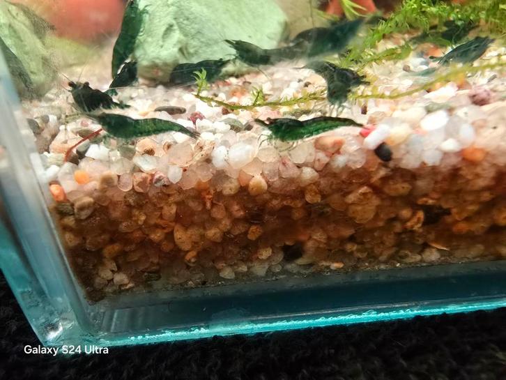 Neocaridina Davidi - Green Jade, Dieren en Toebehoren, Vissen | Aquariumvissen, Zoetwatervis, Kreeft, Krab of Garnaal, Schoolvis