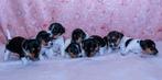 Lieve jackrussel pups, Jack Russell Terriër, 8 tot 15 weken, Meerdere, Meerdere dieren