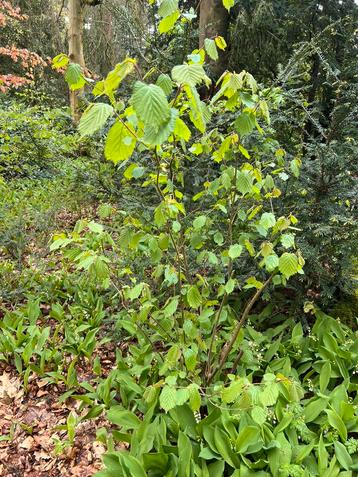 Hazelnoot struiken / hazelaars uit eigen tuin te koop.