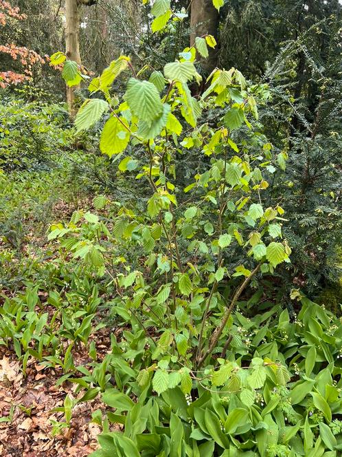 Hazelnoot struiken / hazelaars uit eigen tuin te koop., Tuin en Terras, Planten | Bomen, Overige soorten, 100 tot 250 cm, Halfschaduw