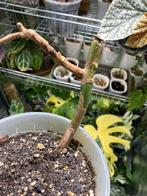 Monstera Deliciosa Albo Variegata gewortelde wetstick, Huis en Inrichting, Kamerplanten, Ophalen of Verzenden, Overige soorten