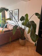 Strelitzia groot, Huis en Inrichting, Kamerplanten, Ophalen, Halfschaduw, 200 cm of meer