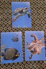 Beleef de natuur Onderwaterleven Bonaire  3 ansichtkaarten, Ophalen of Verzenden, 1980 tot heden, Ongelopen, Natuur
