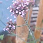 €5,-- 6 stuks Verbena bonariensis (IJzerhard) - Vaste Plant, Tuin en Terras, Planten | Tuinplanten, Volle zon, Vaste plant, Zomer