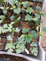 Watermeloen en komkommer plantjes, Ophalen, Zomer, Groenteplanten, Volle zon